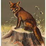 AKAH DJV-Scheibe​ Nr.3 Fuchs Zielscheibe